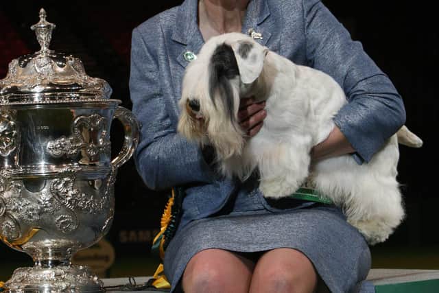 Hidalgo At Goodspice, Sealyham Terrier with Marjorie Good in 2009. Credit Lisa Croft-Elliott and the Kennel Club