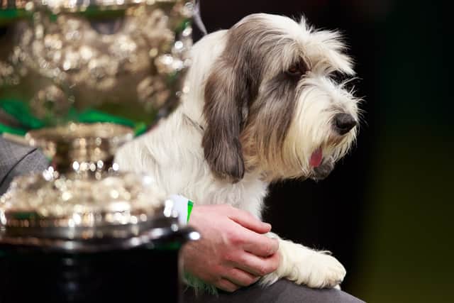 Soletrader Peek A Boo, Petit Basset Griffon Vendéen in 2013. Credit OnEdition and the Kennel Club