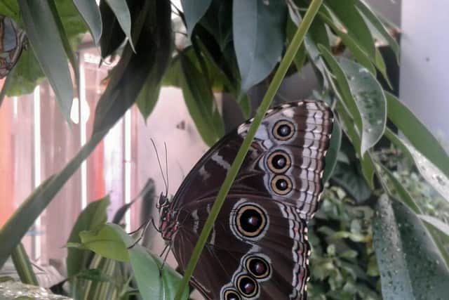 Butterfly at Museum of Nature