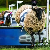 PICTURE FROM THE PAST: Crowds flocked to Hoo Farm for its famous Sheep Gold Cup Race, pictured here in 1997. The popular attraction saw sheep race along a track towards their feed before the event came to an end in 2000 following objections from animal activists. Hoo Zoo and Dinosaur World continues to delight visitors today.  