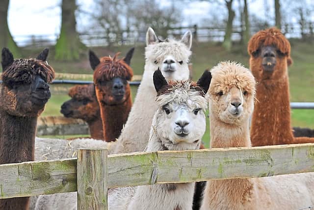 Alpaca up your troubles – they are nature’s stressbusters