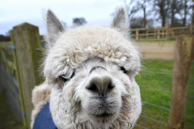 Ria the six month old alpaca