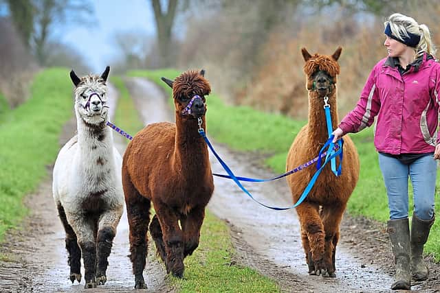 Walkies – herd manager Becky Usherwood takes some of the alpacas for a walk