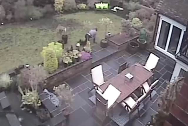 Barley caught on CCTV crawling across the garden