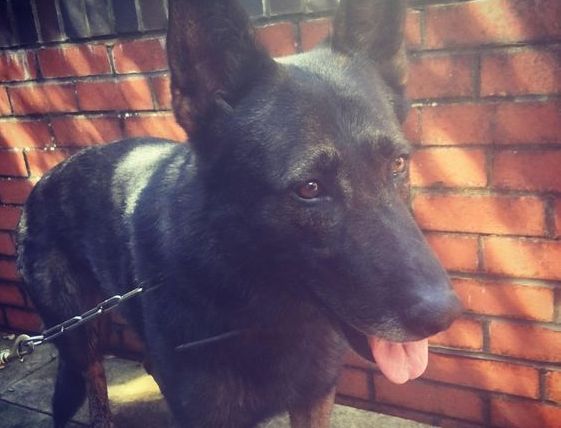 Police dog stabbed on duty in Bridgnorth