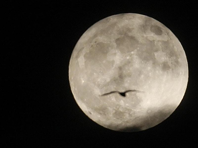8 different types of moon to celebrate Moon Day