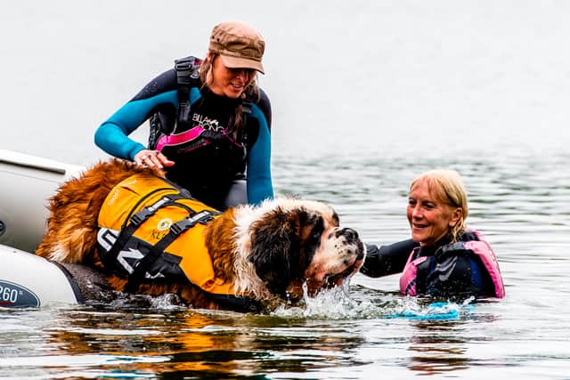 Hugo the St Bernard practising his life-saving skills in the Mere in Ellesmere 