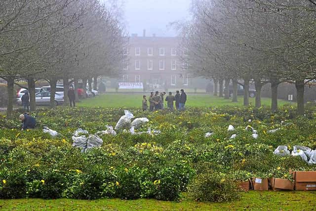 Buyers gather for the holly auctions