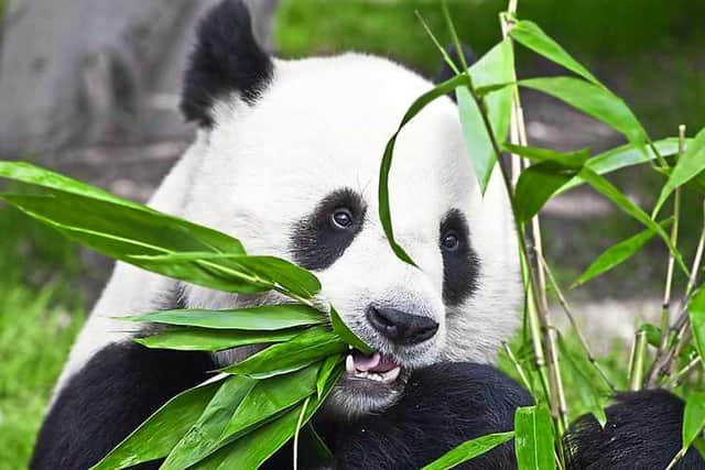 A giant panda