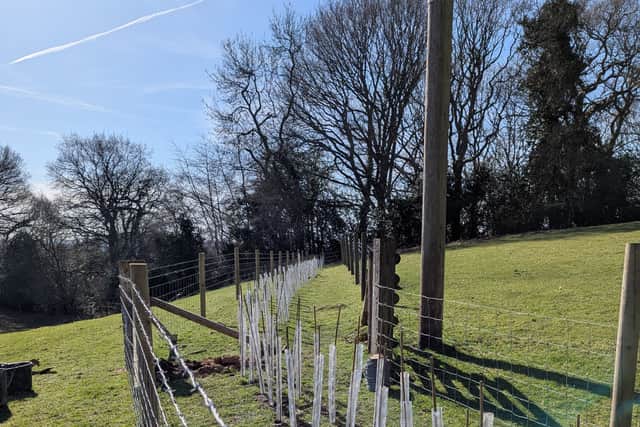 New planted hedgerow, complete with protection from grazing animals.