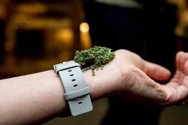 Mossy frogs come from the Far East