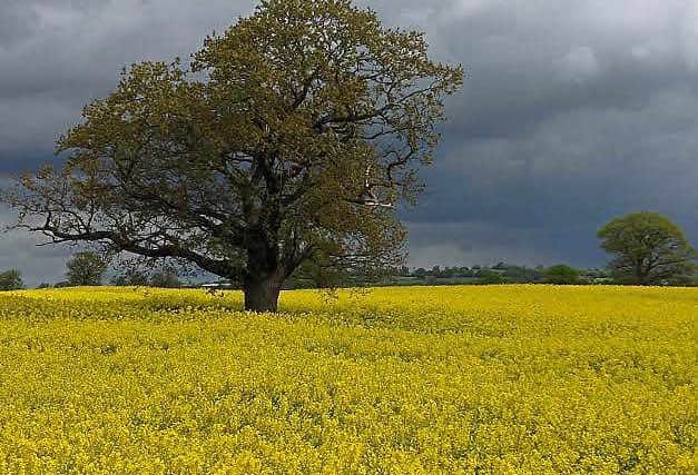 Robert Brown took this picture in a field near Wem
