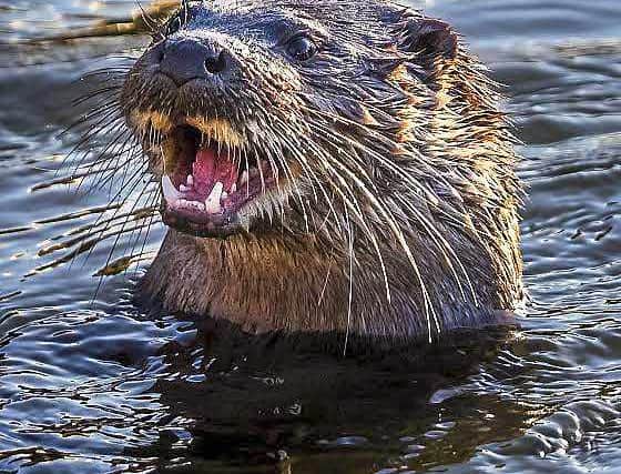 The stunning image of an otter in the River Severn captured by Andrew Fusek Peters