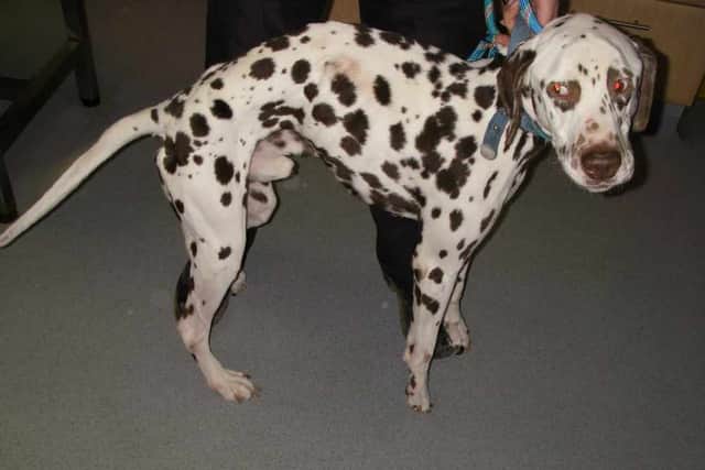 RSPCA inspectors took this picture of Enzo