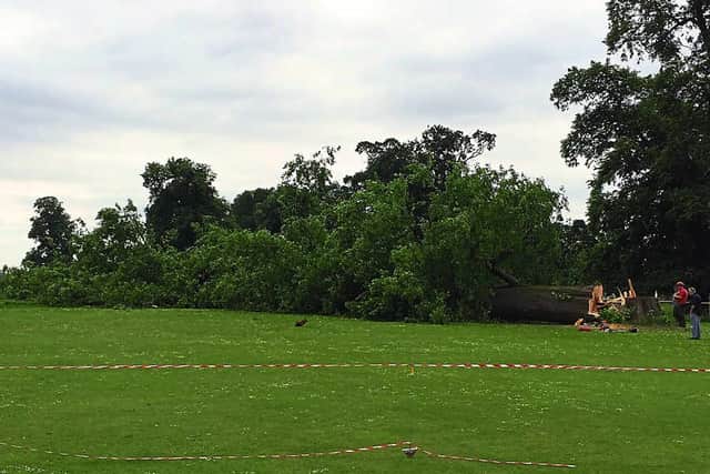 Gone . . . The tree is felled at Worfield Cricket Club