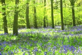 Bluebells at Soulton Hall
