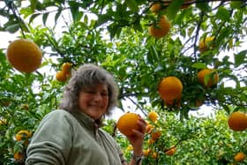 Jane picking amanatsu (summer orange) in Japan, which is good for marmalade.