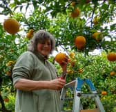 Jane picking amanatsu (summer orange) in Japan, which is good for marmalade.