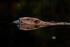'Vulnerable' wild beavers are set to return to a county in the West Midlands. (Photo: Getty Images)