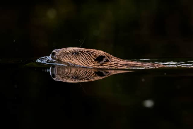 'Vulnerable' wild beavers are set to return to a county in the West Midlands. (Photo: Getty Images)