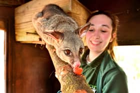 Exotic Zoo and new Possums that will be added to what will become the Outback Zone. Pictured keeper Rhea Jack with Blossom