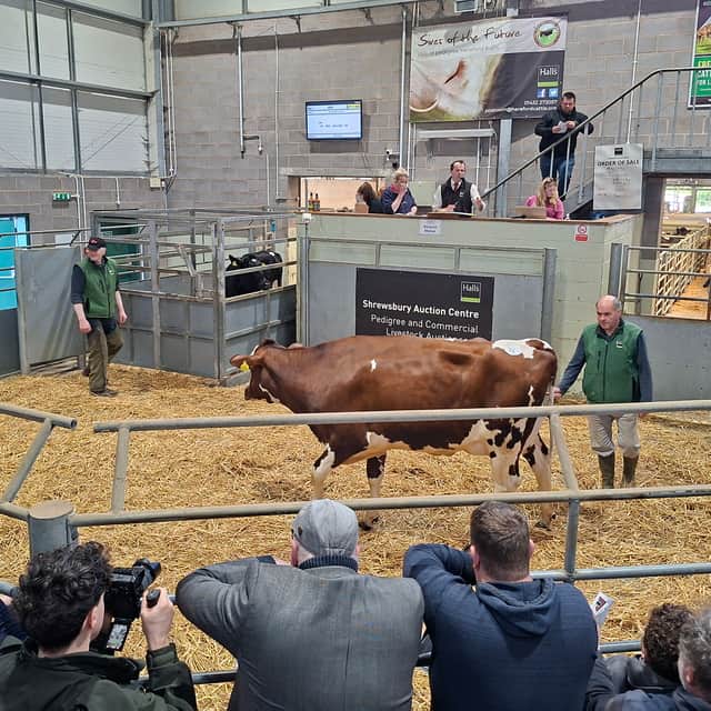 Shrewsbury Auction Centre manager Jonny Dymond selling dairy cows.