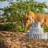 Lion cub Nero was the first to investigate the meat-filled birthday cake.