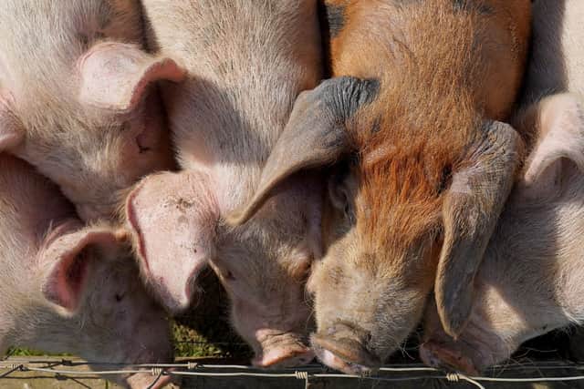 Pig farm