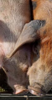 Pig farm
