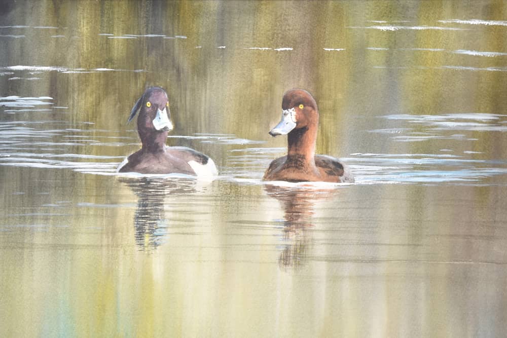 ‘Tufted Duck - Rockland Broads’, a watercolour, first day cover and portfolio artwork by Jonathan Pomroy.