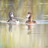 ‘Tufted Duck - Rockland Broads’, a watercolour, first day cover and portfolio artwork by Jonathan Pomroy.