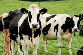 A new cross-border pilot programme is attempting to curb the spread of bovine TB in both the North and the South.