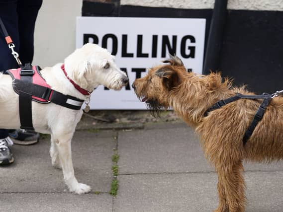 Two dogs at a polling station
