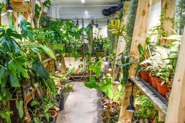 Jonny Balchandani says he "always had a dream" of owning a plant shop.