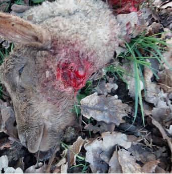One of sheep attacked on the throat