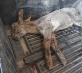 One of the lambs that died in the attack