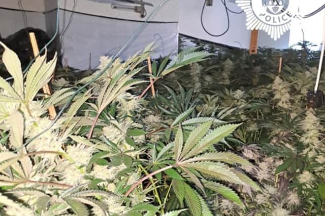 Plants discovered at the property.