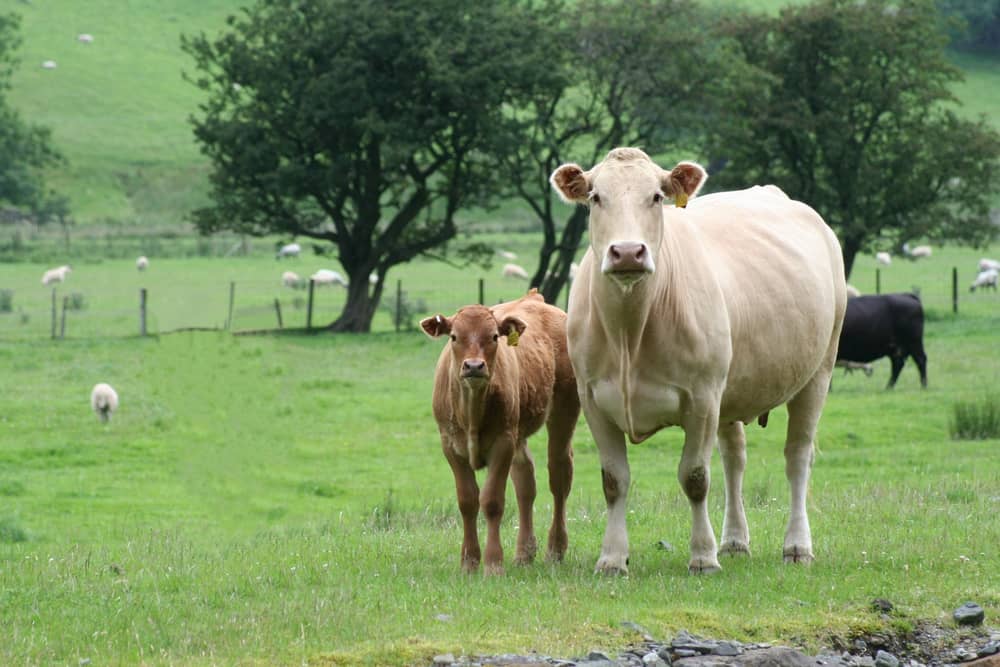 A stock image of cows