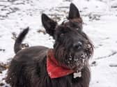 A scottie dog
