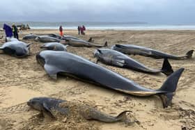 A group of stranded pilot whales