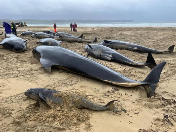 A group of stranded pilot whales