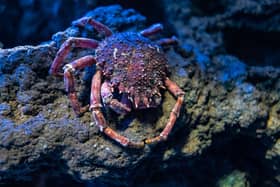 Sea spider crab at bottom of the ocean