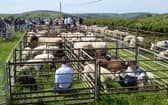 Some of the sheep entries at a previous Llanbister Show