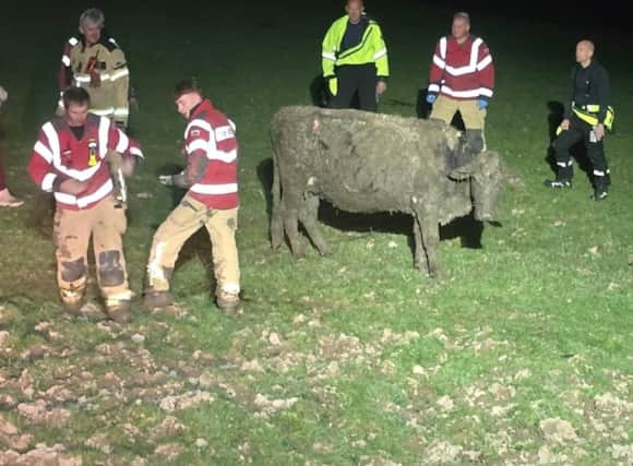The cow was eventually safely freed by the fire crews