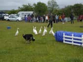 Crowds watching Meirion Owen and his Quackers at a previous show.