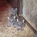Sumatran tiger cubs at Howletts Wild Animal Park