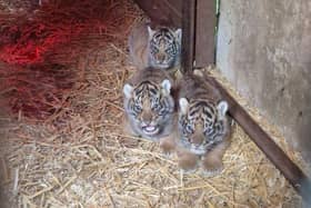 Sumatran tiger cubs at Howletts Wild Animal Park