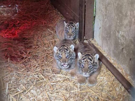Sumatran tiger cubs at Howletts Wild Animal Park