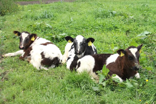 The newly arrived triplets