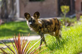 An African painted dog at Dudley Zoo has sadly passed away.